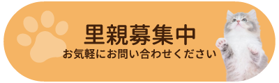 里親募集中 お気軽にお問い合わせください